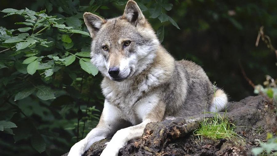 Ευρωπαϊκό πρόγραμμα για τον λύκο στην Πάρνηθα θα υλοποιήσει η «Καλλιστώ»
